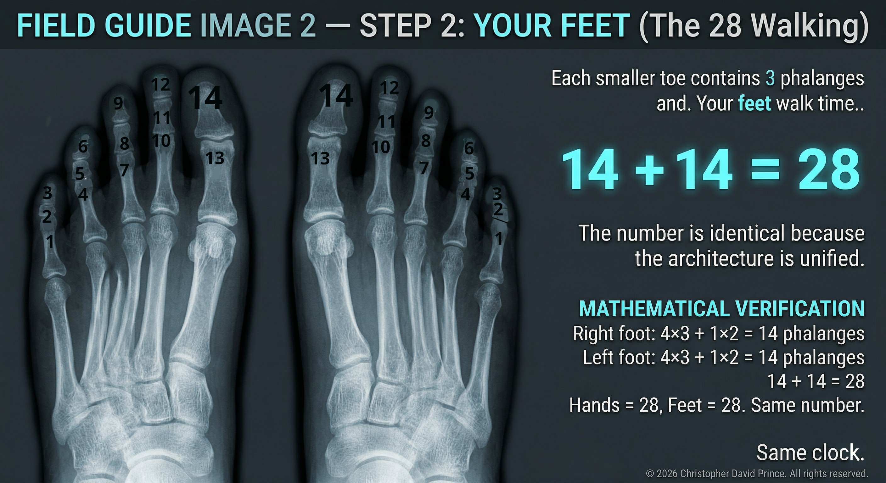 Step 2: Your Feet (28 phalanges)